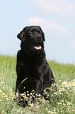LABRADOR 385